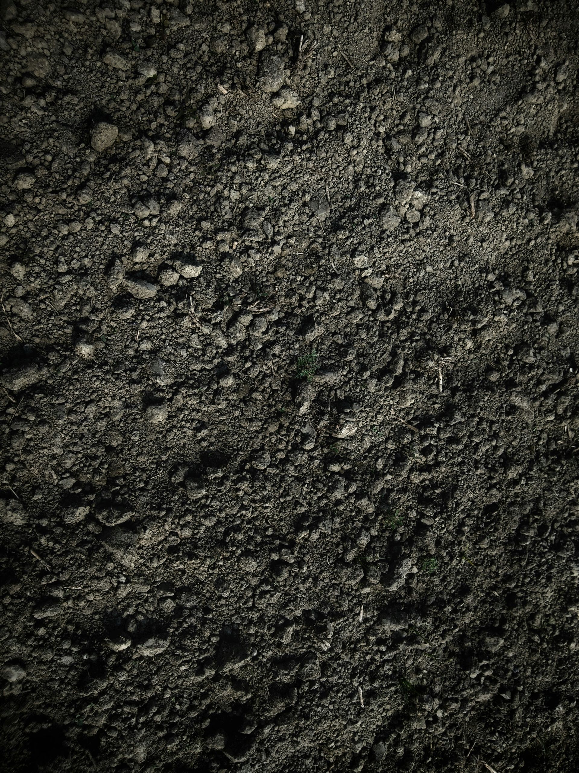 green grass on brown soil